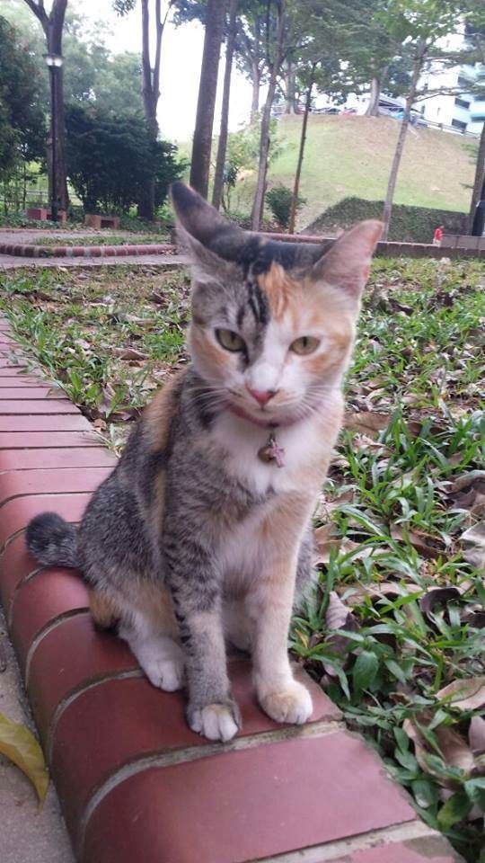 photo CatJBM03.jpg