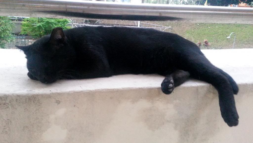 photo JRTXiaoHei02.jpg
