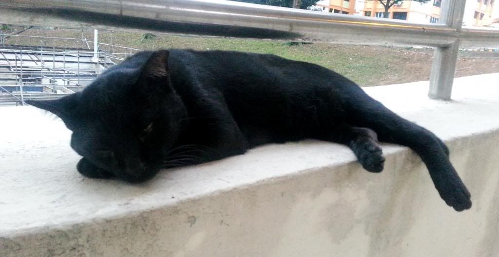 photo JRTXiaoHei04.jpg
