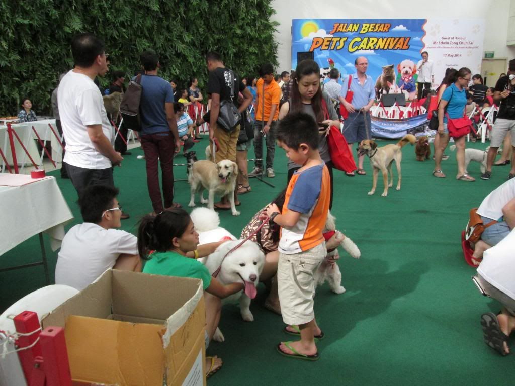 photo KitCatJalanBesarPetsCarnival05.jpg