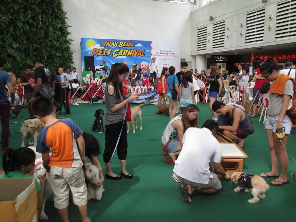 photo KitCatJalanBesarPetsCarnival06.jpg