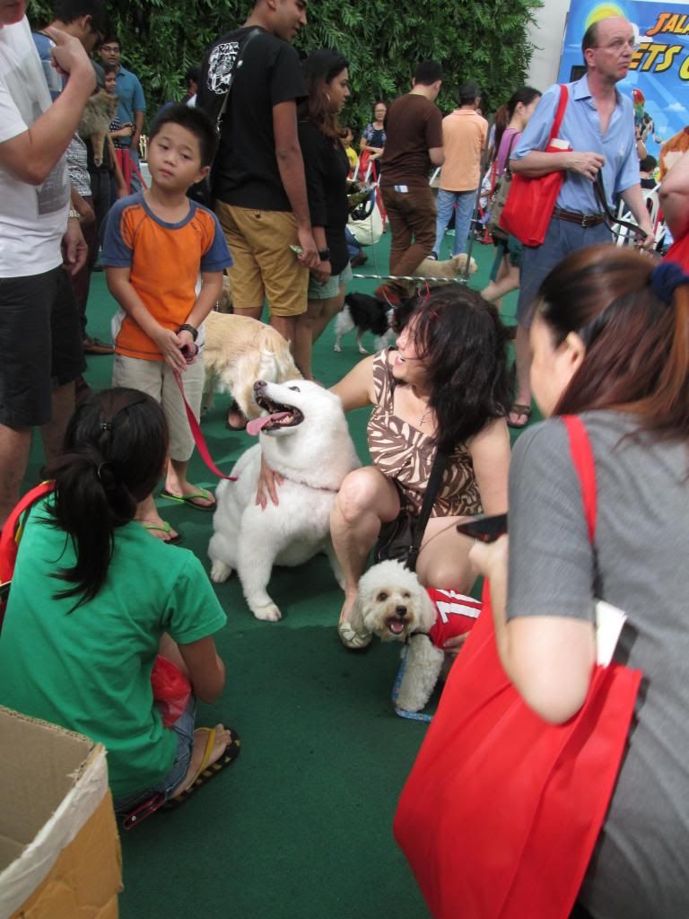 photo KitCatJalanBesarPetsCarnival08.jpg