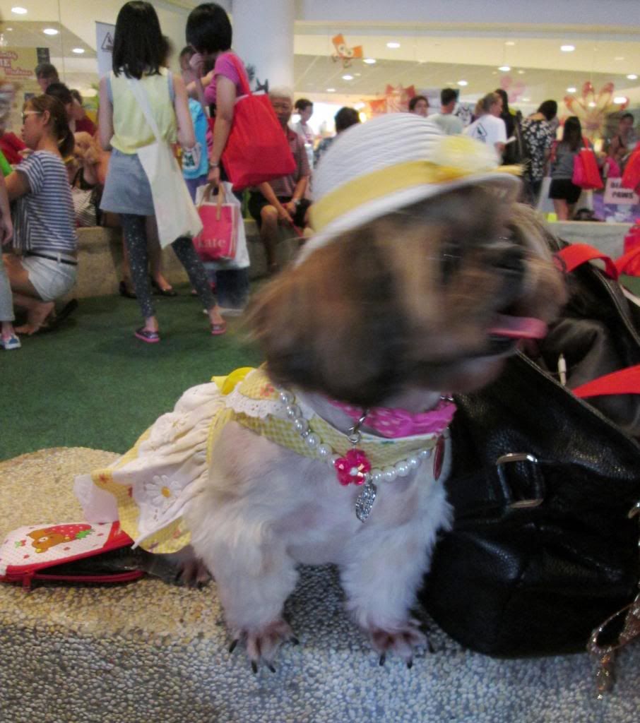 photo KitCatJalanBesarPetsCarnival12.jpg