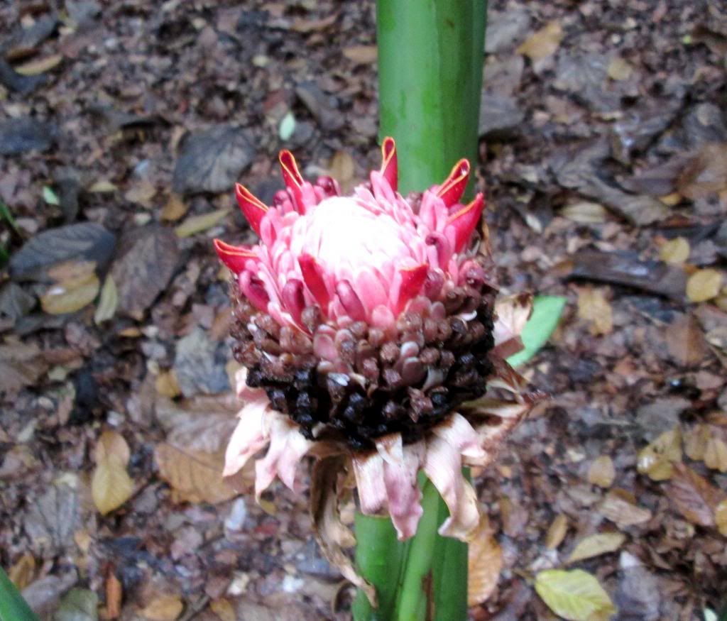 photo SingaporeBotanicGardensIssacDang16.jpg