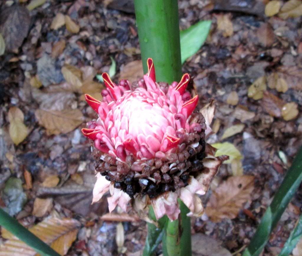 photo SingaporeBotanicGardensIssacDang17.jpg