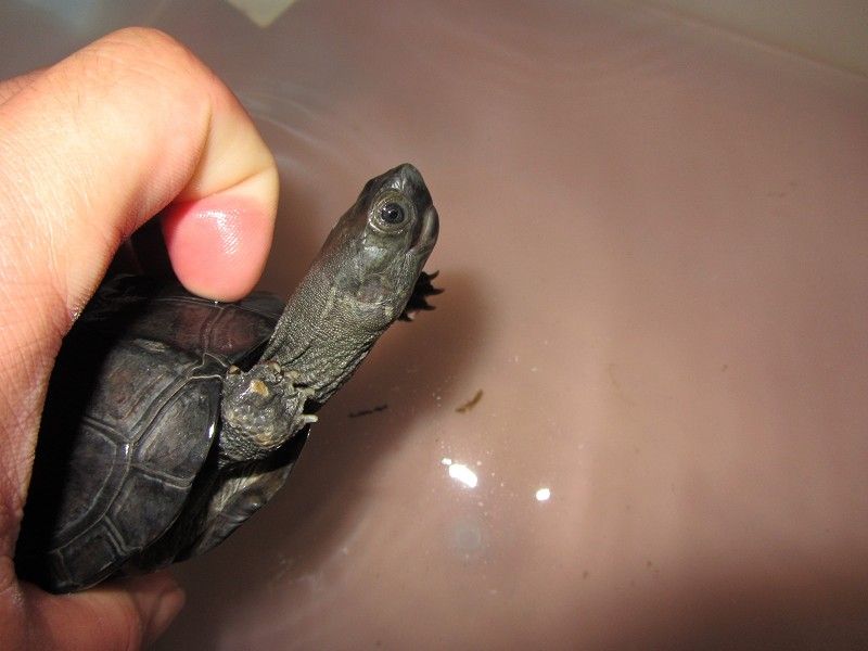 Reeve's Turtle Care & Natural History - Creek & Stream - Turtle Forum