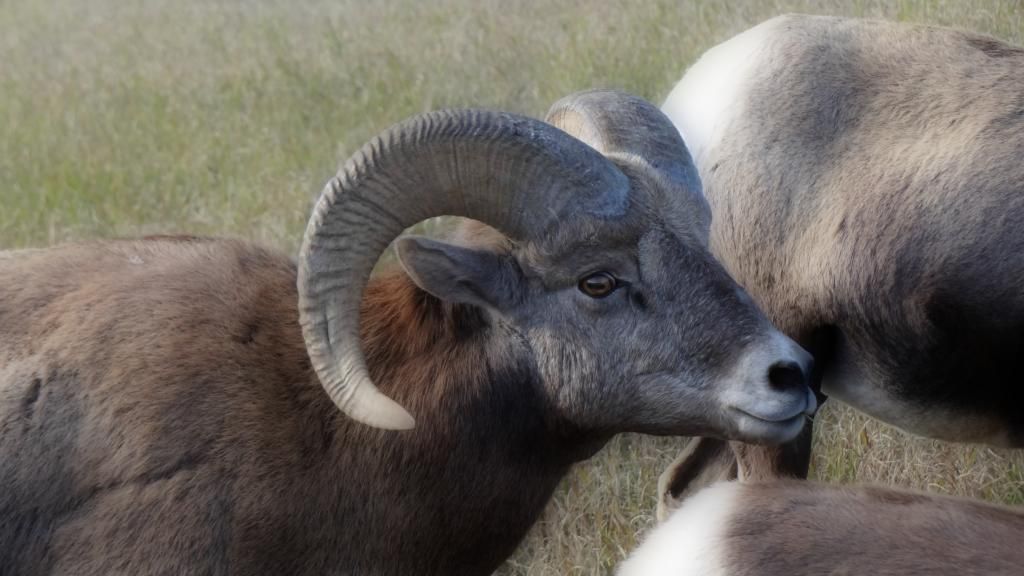 American Bighorn Sheep photo bighorn_editjpg_zps6590eda3.jpg