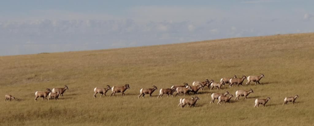 Bighorn Sheep Herd photo bighorn_herd1_zpsde871455.jpg