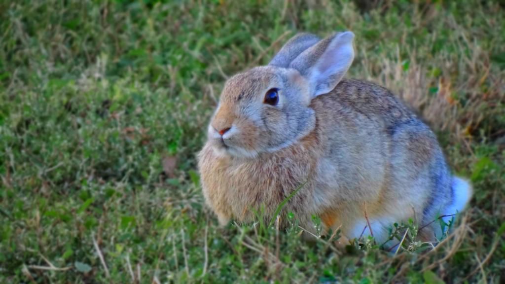 Jackrabbit photo jack-rabbit_edit3jpg_zps77facc08.jpg