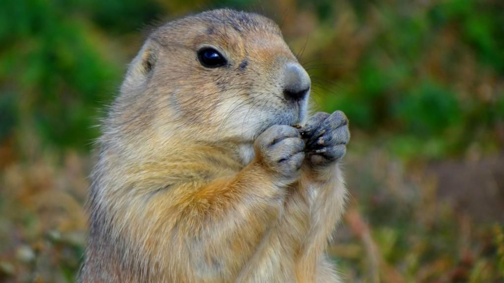  photo prairie-dog_editjpg_zps2927e02a.jpg