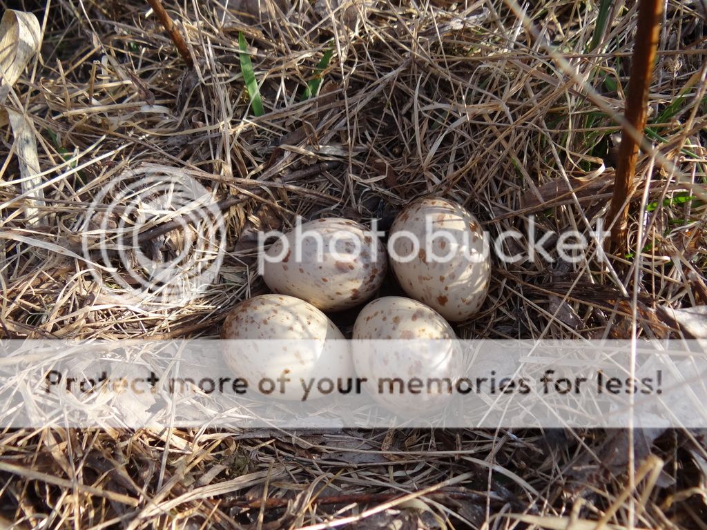 American Woodcock Eggs photo DSC00281_zpspl3ogtve.jpg