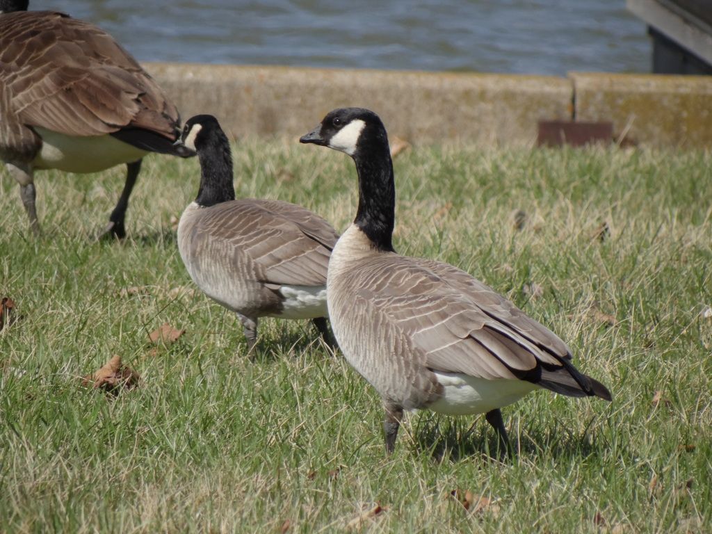 Cackling Goose photo DSC00347_zpsq7iilo3s.jpg