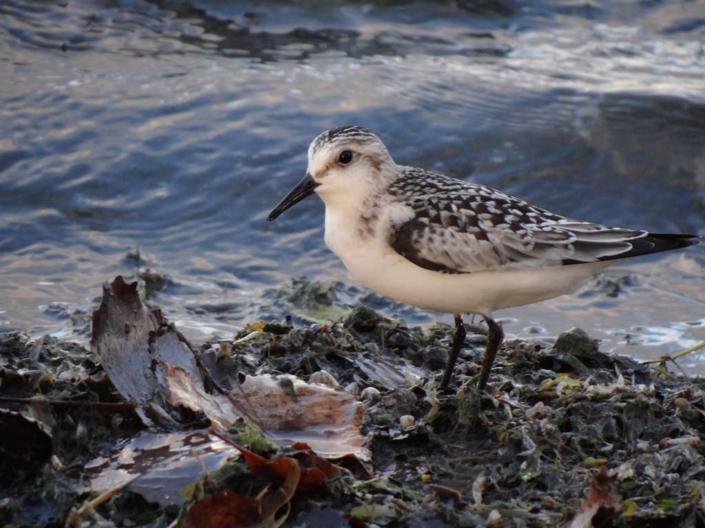 Sanderling photo DSC09026_zpsc3851d45.jpg