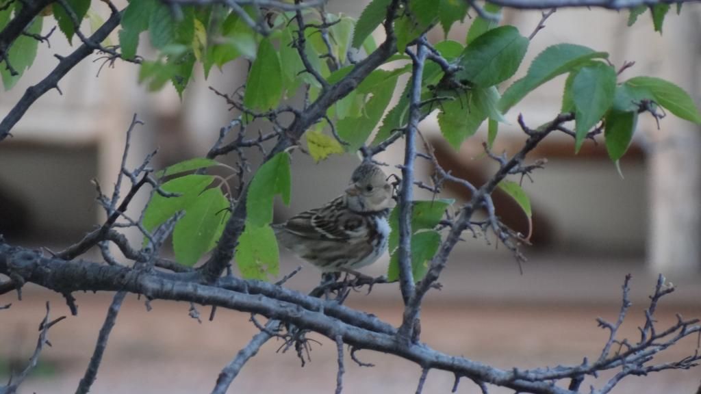 Lapland Longspur photo DSC09298_zps985f1c63.jpg