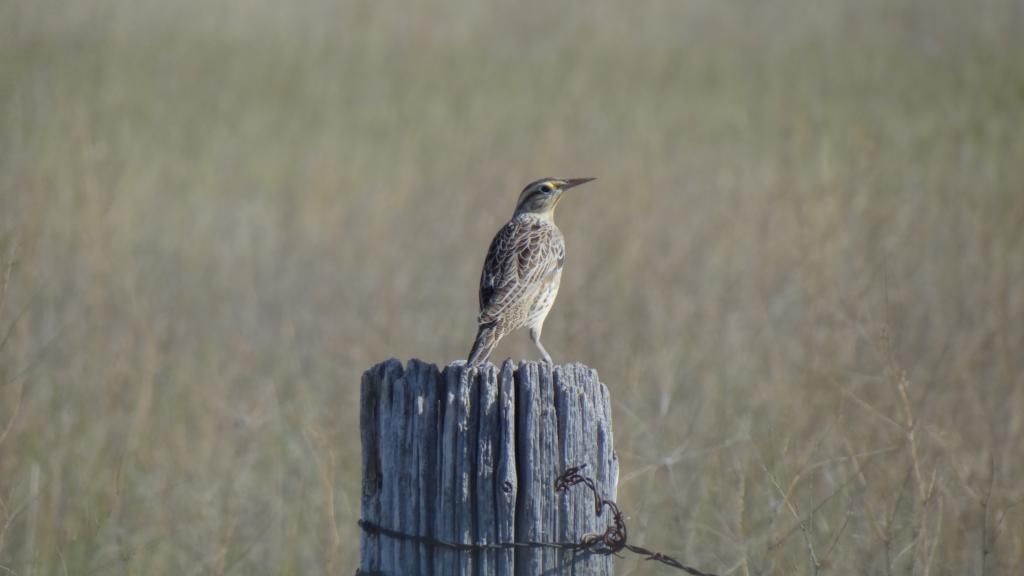 Western Meadowlark photo DSC09337_zps07d32601.jpg