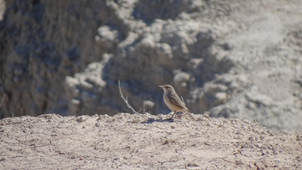 Rock Wren photo DSC09570_zpsfa797922.jpg