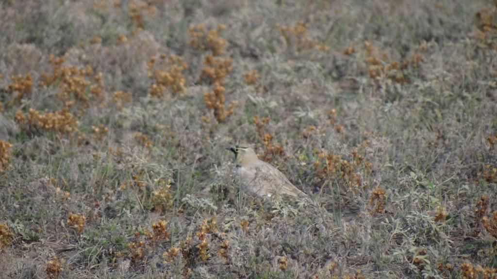 Horned Lark photo DSC09587_zps2559be7e.jpg