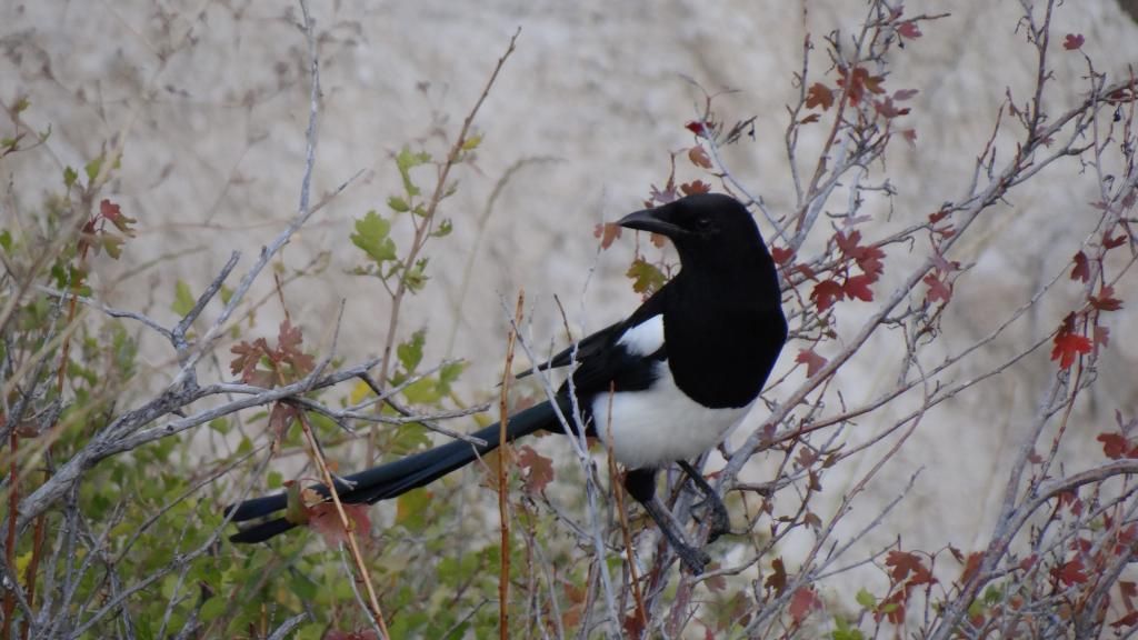 Black-Billed Magpie photo DSC09606_zpsd9efd377.jpg