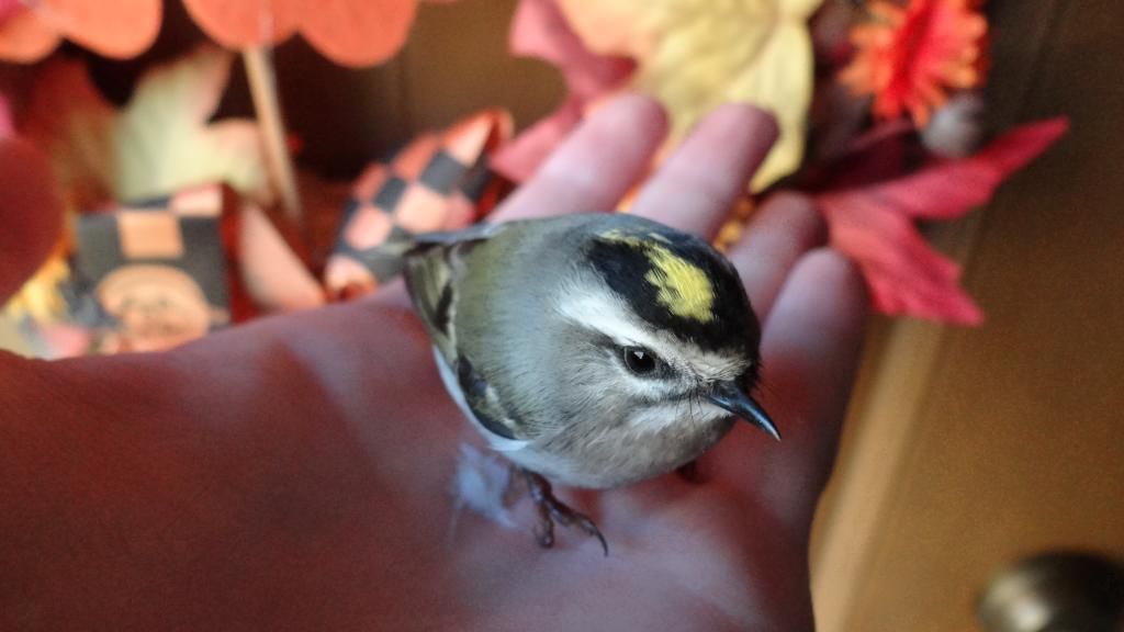 Golden-Crowned Kinglet photo DSC09658_zps78a3f4ef.jpg