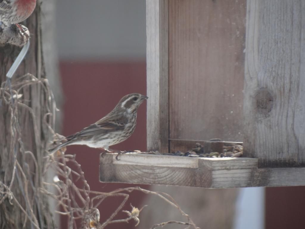 Purple Finch photo DSC09905_zpstmwuzs3l.jpg