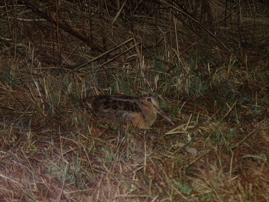 American Woodcock photo DSC09943_zpsbb5gcuo3.jpg