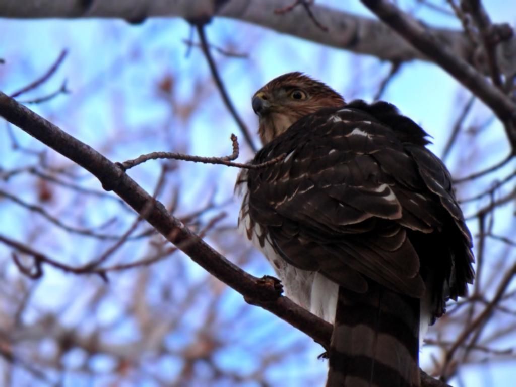 Sharp-Shinned Hawk photo Sharpie.jpg_zps8seccxn7.jpg