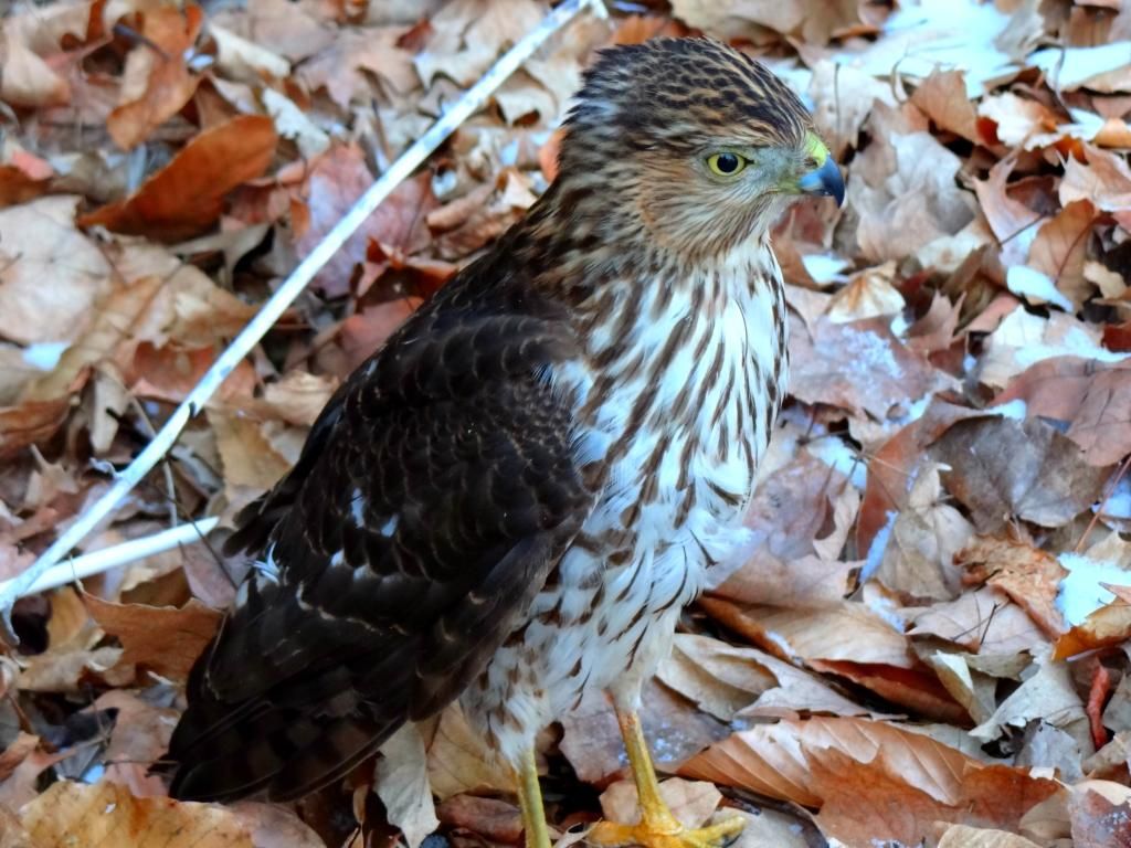 Sharp-Shinned Hawk photo Sharpie2.jpg_zpskxxdjq9z.jpg