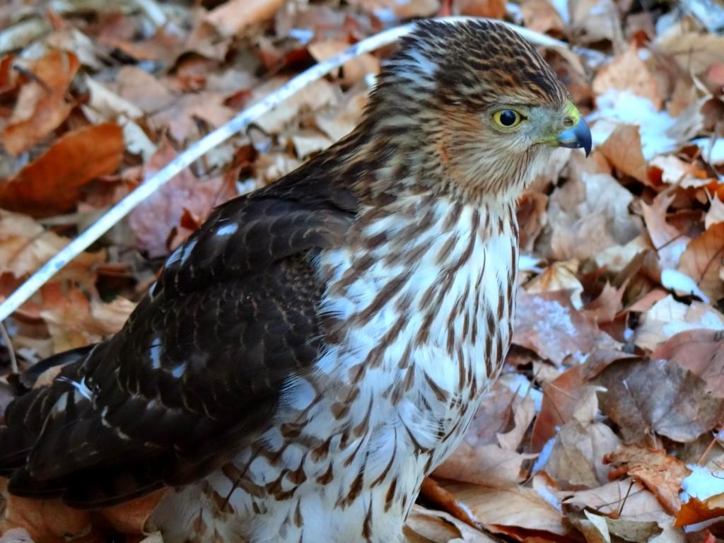 Sharp-Shinned Hawk photo Sharpie3.jpg_zps78cymbhy.jpg