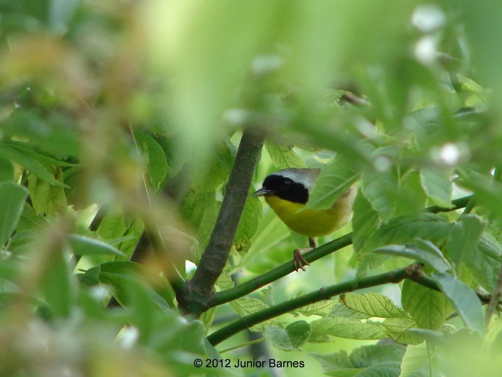 Common Yellowthroat photo CommonYellowthroat_zpsea1e4aa4.jpg