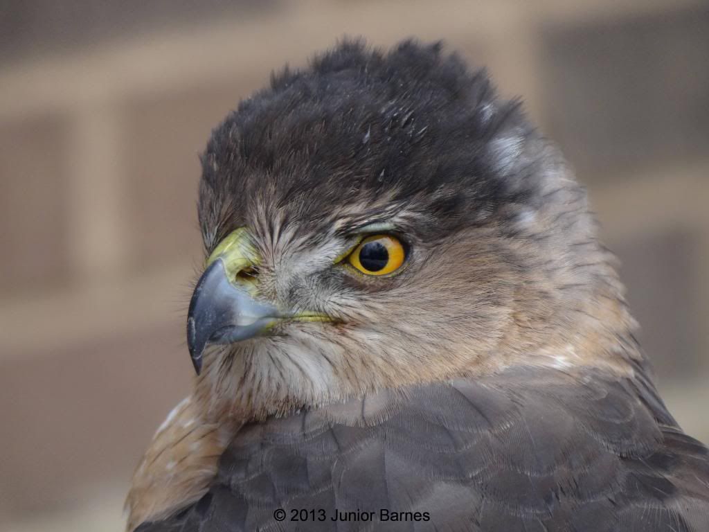 Cooper's Hawk photo CoopersHawk2_zps79f741ad.jpg