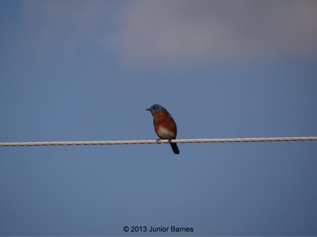 Eastern Bluebird photo EasternBluebird_zps0f7f95ab.jpg