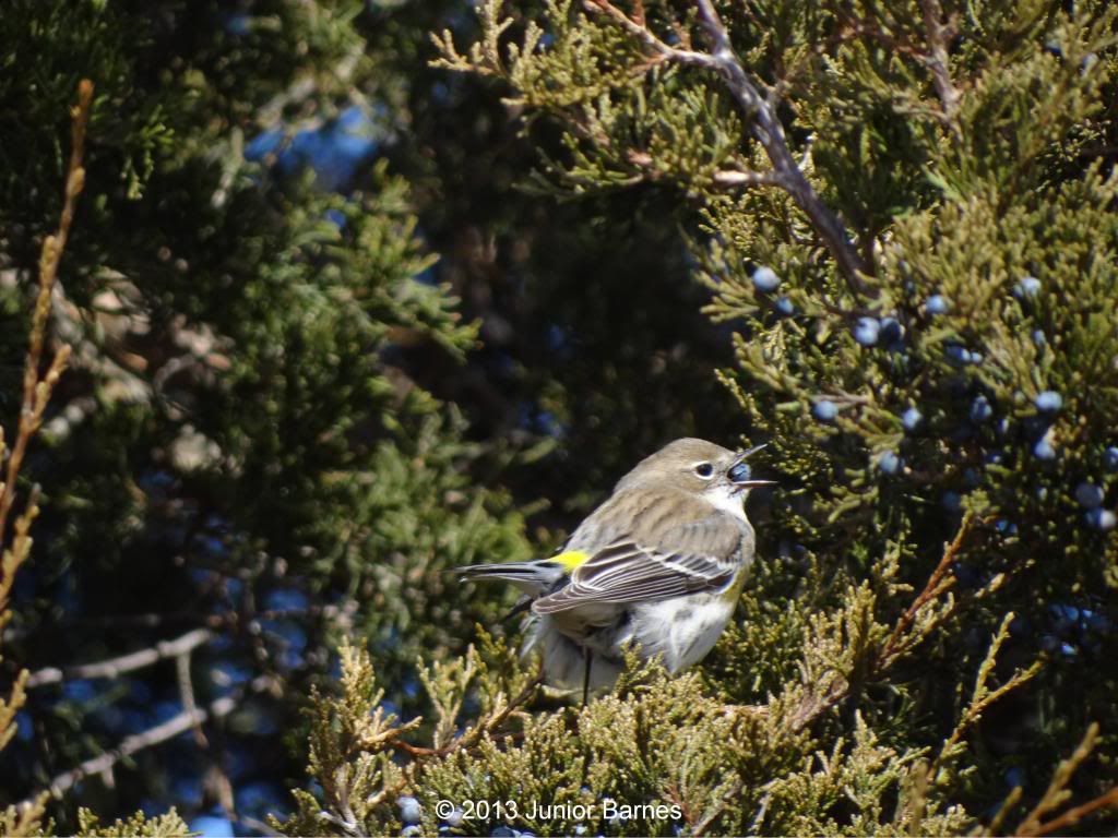 Yellow-Rumped Warbler photo Yellow-RumpedWarbler_zps9e315df4.jpg