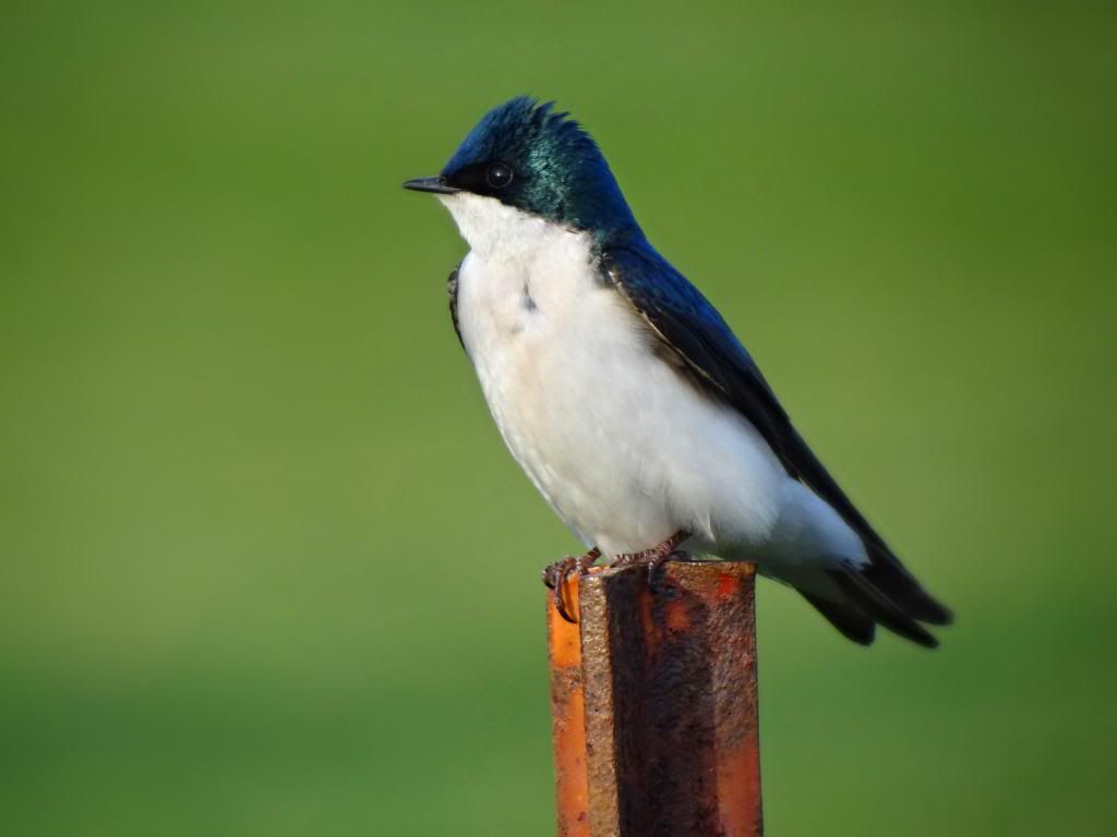 The amazing swallows :: Birds of Ohio