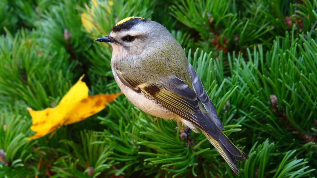  photo golden-crowned-kinglet_edit1jpg_zps3f9f6dd7.jpg