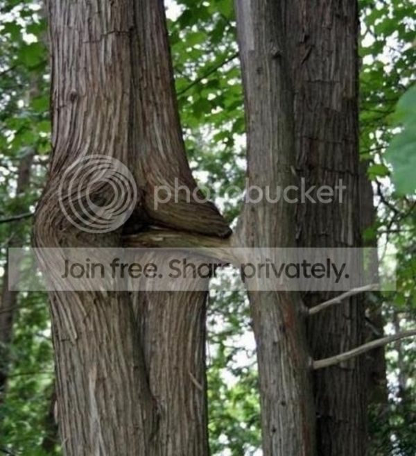 tree_02_zps7408c09a.jpg