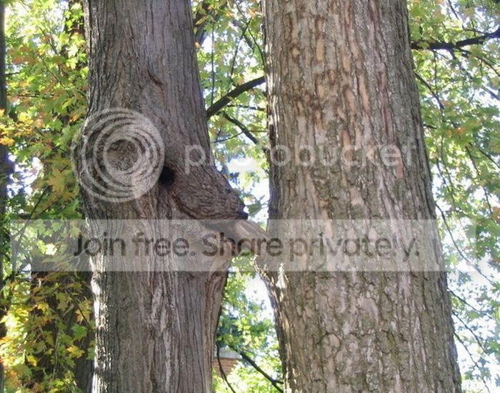 tree_06_zpsbd2ac196.jpg