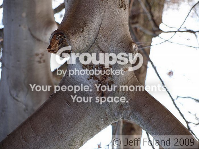 tree_07_zps527d601a.jpg