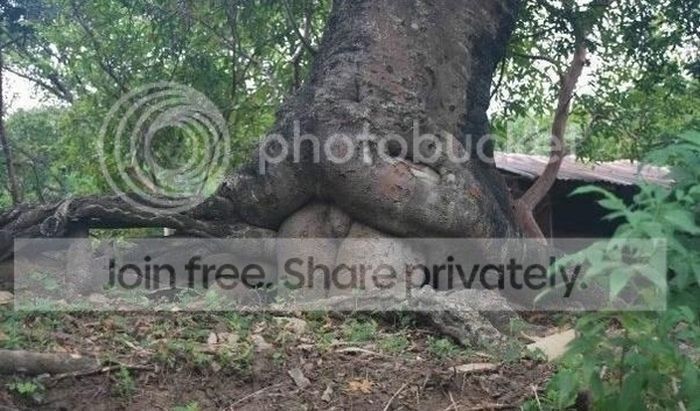 tree_09_zpsca51fb1c.jpg