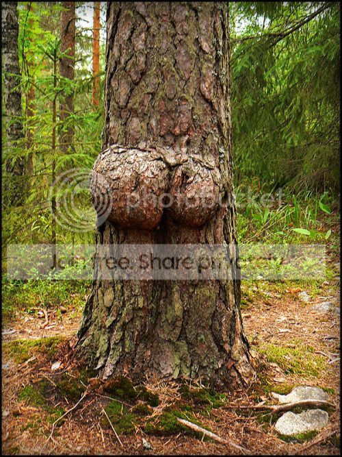 tree_11_zps77c3a8ce.jpg