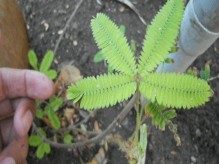 mimosagif1